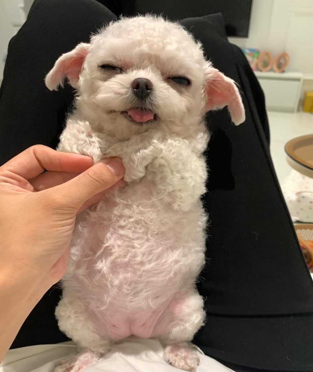 💖 (@twaniimals) on Twitter photo 