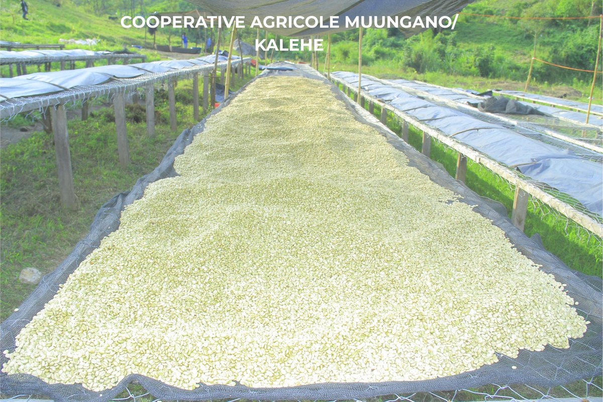 Congoagri1's tweet photo. 📍 Kalehe/Sud-Kivu – Début des visites terrain !

Dans le cadre du #BestOfCongo2025, @congoagri_plateform a visité 11 stations de lavage de café du 5 au 9 juin.
Objectif : garantir qualité &amp; respect des normes du café de spécialité 🌱☕

#CaféCongolais #AgriBusiness https://t.co/8qDYfKZp3r