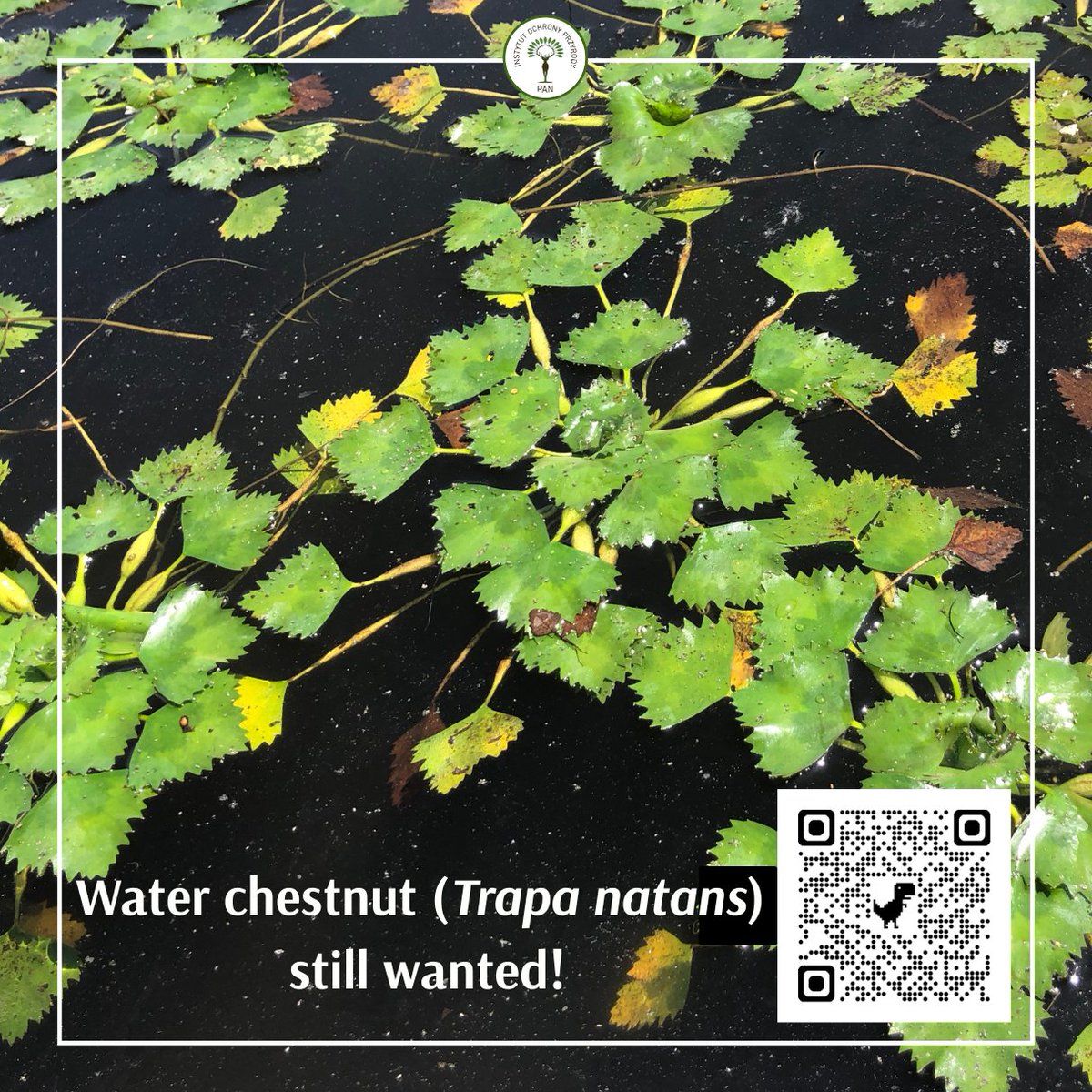Help map water chestnut (Trapa natans)! Since 2021 we track its sites in Poland, and now across Europe too. Report your observations here:  
📢 iop.krakow.pl/kotewka