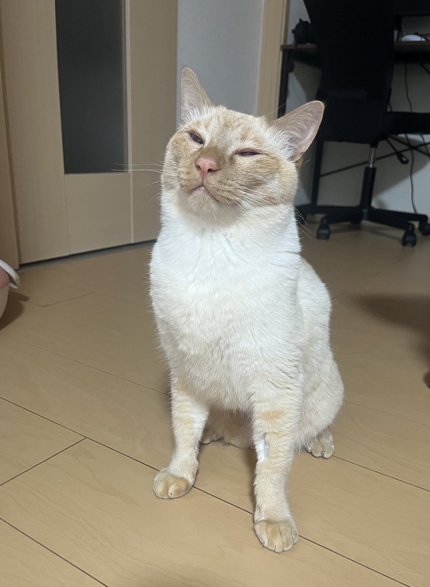 たーこ無事に内視鏡手術おわり！！😭🤍
まだフラフラしてるけど、無事に終わって良かった😭
ずっと元気でいてね🥲