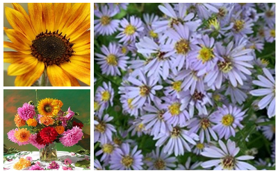 Gardeners' Corner at Calgary Horticultural Society - mailchi.mp/calhort/garden…