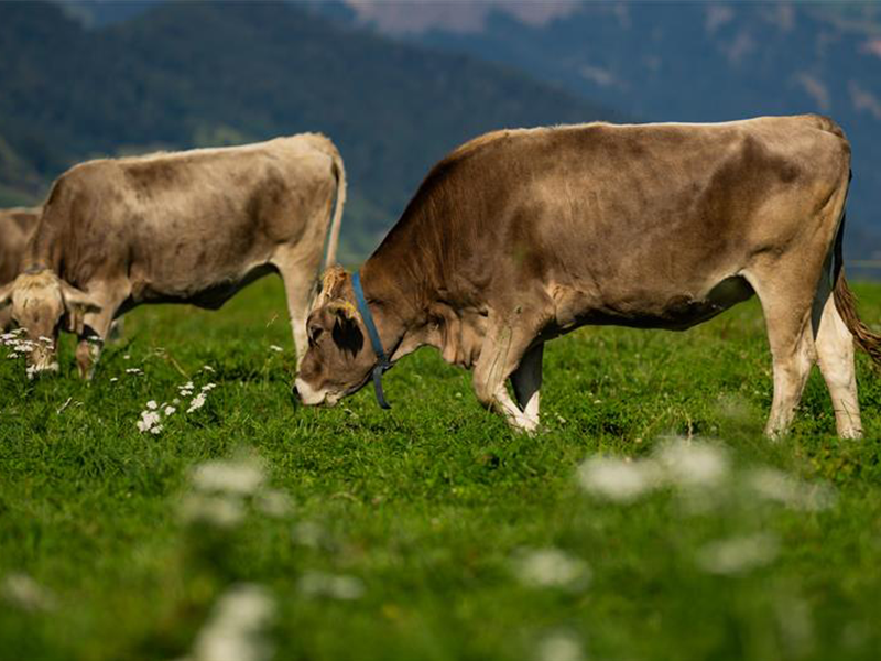 #Tiere #Tierseuchen Am 29. Juni wurde in Savoyen (FR) erstmals LSD bei Rindern bestätigt. Die Schweiz beabsichtigt, in Genf alle empfänglichen Tierarten zu impfen. Für Menschen ist LSD ungefährlich. 
news.admin.ch/de/newnsb/sj49…