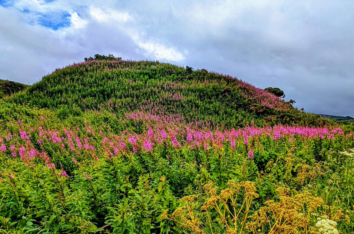 Willowherb in Ballycastle <a href="/deric_tv/">Deric</a> <a href="/R_Faragher/">Rick Faragher</a> <a href="/linzilima/">Linzi Lima</a> <a href="/bbcweather/">BBC Weather</a>  <a href="/DiscoverNI/">Northern Ireland</a> <a href="/LoveBallymena/">Love Ballymena</a> <a href="/WeatherCee/">Cecilia Daly</a>  <a href="/Louise_utv/">Louise Small</a>  <a href="/WeatherAisling/">Aisling Creevey</a> <a href="/barrabest/">Barra Best</a> <a href="/Ailser99/">Aileen Moynagh</a>  <a href="/EventsCauseway/">Causeway Coast & Glens Events</a>  <a href="/angie_weather/">angie phillips</a> <a href="/geoff_maskell/">Geoff Maskell</a> <a href="/organicbotanic/">Sue McBean - @organicbotanic.bsky.social</a> <a href="/Schafernaker/">Tomasz Schafernaker</a> <a href="/Ali_Totten/">Ali Totten</a>
