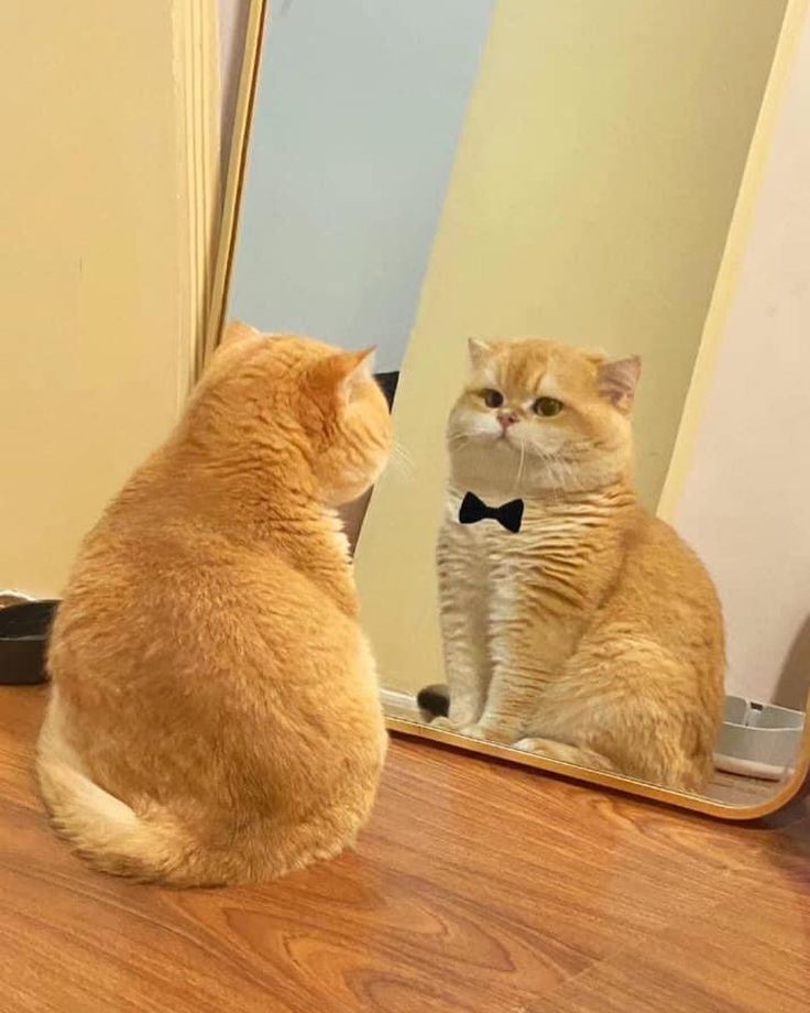 nocontextscats's tweet photo. Distinguished gentleman https://t.co/eusWLbYN0n