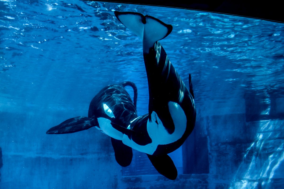 orca_hinata's tweet image. チュッ♥