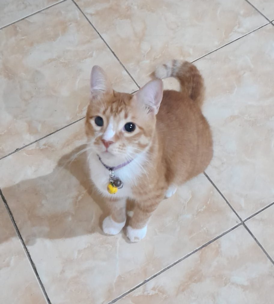 megaaaoktv's tweet photo. @kochengfs Kak kembar sama my liko.. tp dia udah 3 bulan ga balik ke rumah gatau kemana 😭 https://t.co/q2RFYgNOdZ