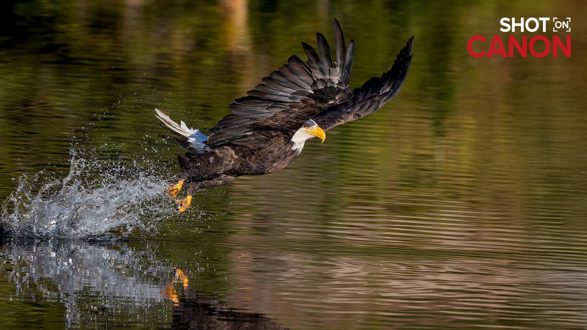 Celebrate the spirit of Independence Day by capturing the moments that matter most. Share your photos to #ShotOnCanon ➡️ Canon.us/shotoncanon 💙❤️