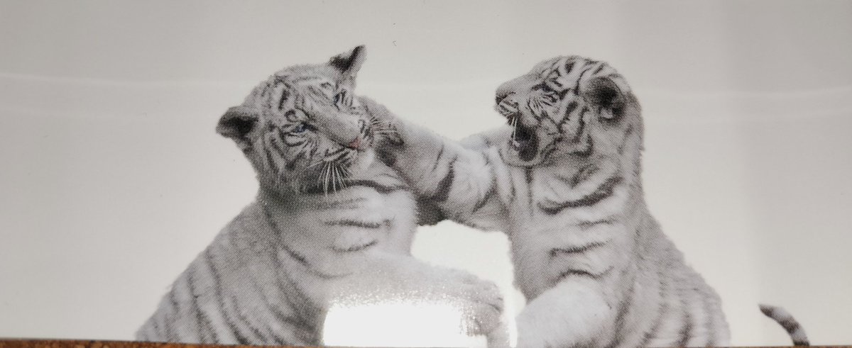 あきら 🐅🐅🐅ホワイトタイガーさん (@waidayo_tiger) / Posts / X