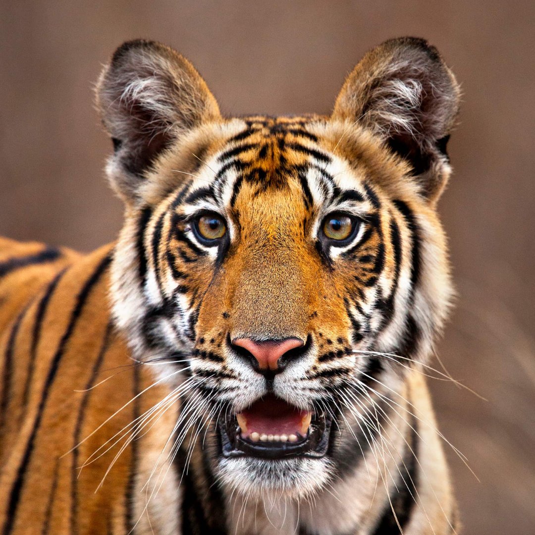 WWFFrance's tweet image. 🌱🐯 Et si changer d’agriculture sauvait les tigres ? L’#EffetPanda

En Inde centrale, l’agriculture intensive menace un passage naturel qui relie les réserves de Tigres de Satpura et Pench. 👉 Alors qu’est-ce qu’on fait ? On aide +6 000 producteurs de coton à passer à…