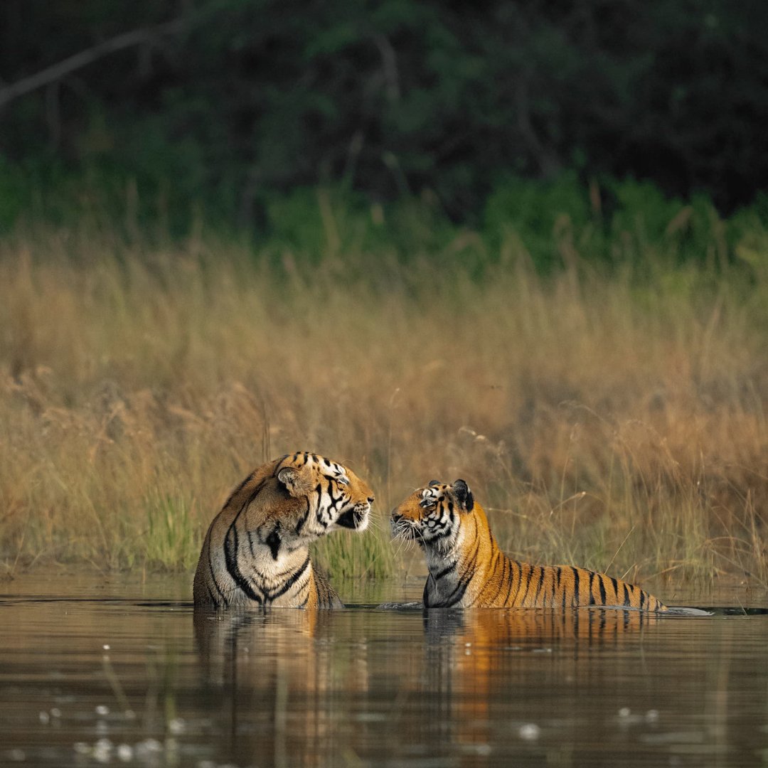 WWFFrance's tweet image. 🌱🐯 Et si changer d’agriculture sauvait les tigres ? L’#EffetPanda

En Inde centrale, l’agriculture intensive menace un passage naturel qui relie les réserves de Tigres de Satpura et Pench. 👉 Alors qu’est-ce qu’on fait ? On aide +6 000 producteurs de coton à passer à…
