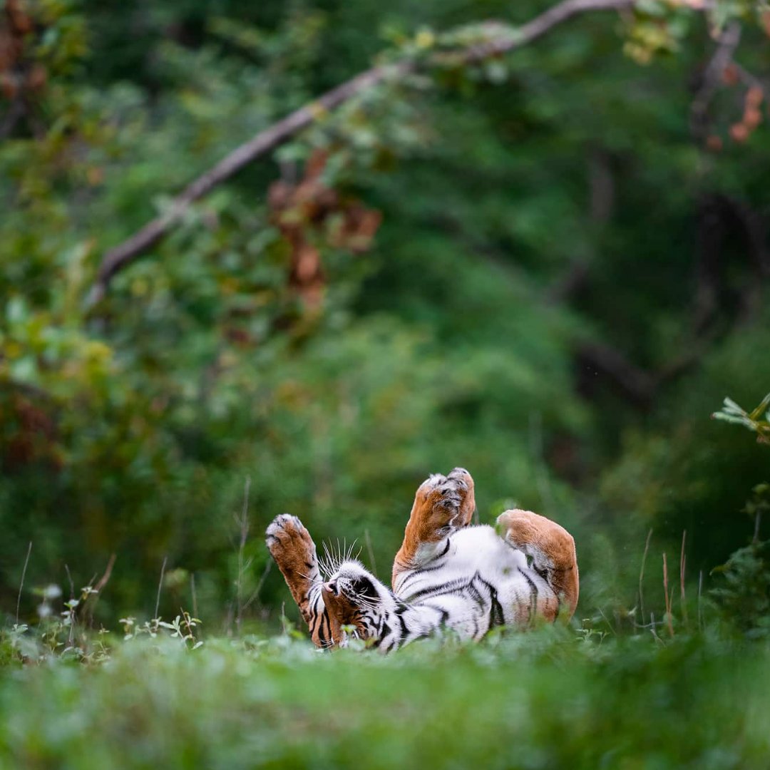 WWFFrance's tweet image. 🌱🐯 Et si changer d’agriculture sauvait les tigres ? L’#EffetPanda

En Inde centrale, l’agriculture intensive menace un passage naturel qui relie les réserves de Tigres de Satpura et Pench. 👉 Alors qu’est-ce qu’on fait ? On aide +6 000 producteurs de coton à passer à…