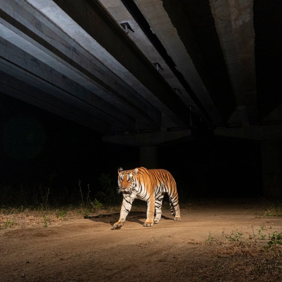 WWFFrance's tweet image. 🌱🐯 Et si changer d’agriculture sauvait les tigres ? L’#EffetPanda

En Inde centrale, l’agriculture intensive menace un passage naturel qui relie les réserves de Tigres de Satpura et Pench. 👉 Alors qu’est-ce qu’on fait ? On aide +6 000 producteurs de coton à passer à…