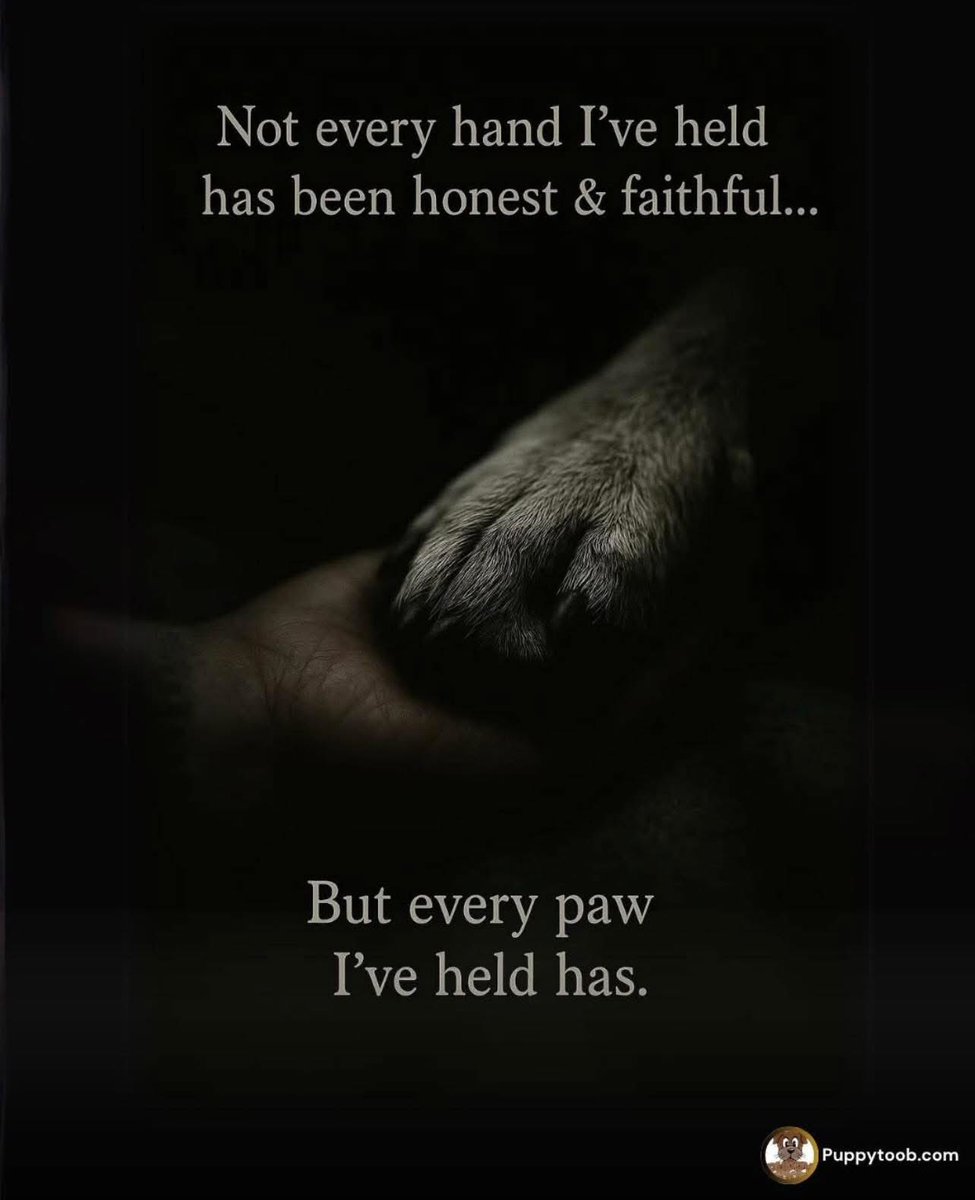 Brownie the Dachshund 🌈 (@browniethedach1) on Twitter photo 