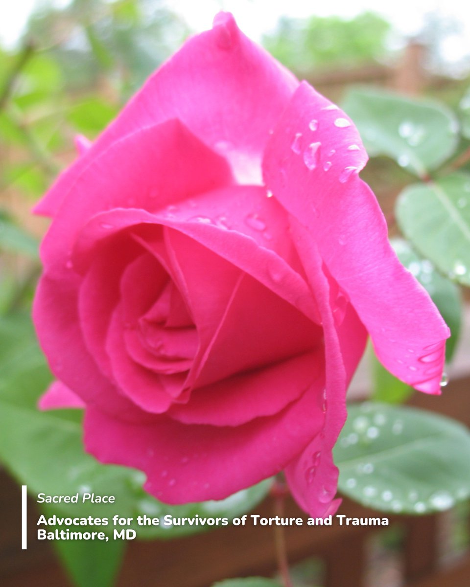 “Roses in the Garden,” a book of photography and prose by Nature Sacred friend Ngoc Minh Ngo, began as a way to process her grief about her father’s death and became a sweeping appreciation of this flower in gardens and art. Learn more about the book here: bit.ly/42Yu31S