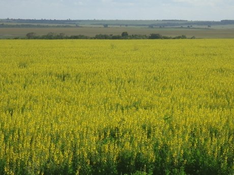 PLANTAS DE COBERTURA - BENEFÍCIOS - PROSA RURAL - EMBRAPA
DF: benefícios das plantas de cobertura para uma agricultura eficiente é tema do Prosa Rural, diz Embrapa em paginarural.com.br/noticia/330401/ 
Foto: Embrapa