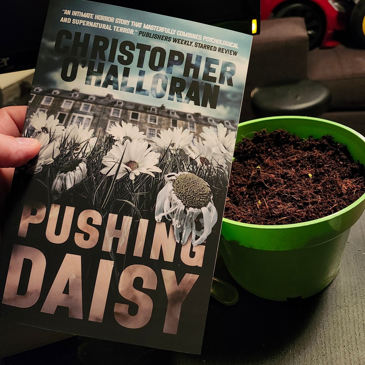 Thought this was going to be a for sure bust but WE GOT SOME SEEDLINGS! Is that the right term? We're growing some daisies, baby!