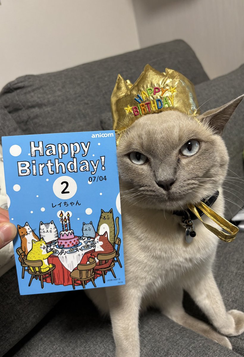 レイさん2歳の誕生日おめでとう！大きく育ったねぇ🎉

 #猫
 #トンキニーズ