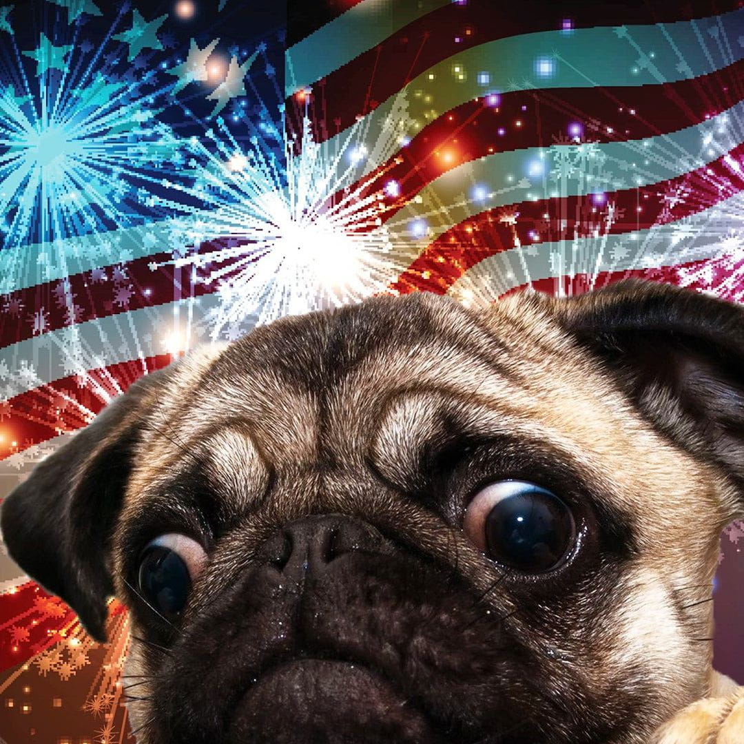 Happy #4thofJuly  from everyone here at Grumble HQ 🐶🎉 #Happy4thofJuly