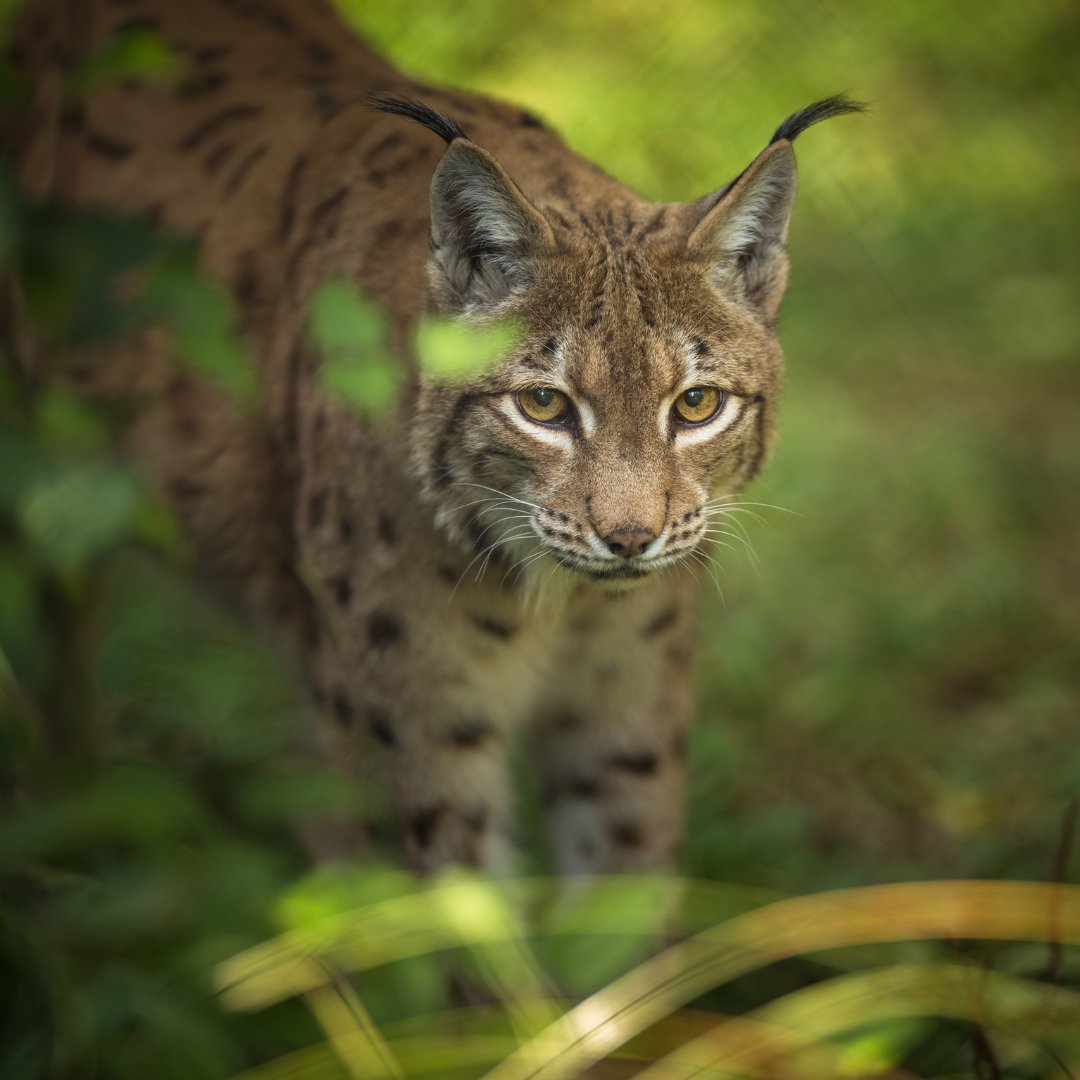 WWFFrance's tweet image. 💬 Vous vous sentez concerné.e.s, dépassé.e.s ou agacé.e.s par l’écologie ? 

On veut VOUS entendre, en toute transparence.
On lance donc une grande consultation citoyenne à laquelle tous peuvent participer !  

100% anonyme 👉 ce-qui-nous-parle.fr/survey/questio…

C’est le moment de faire…