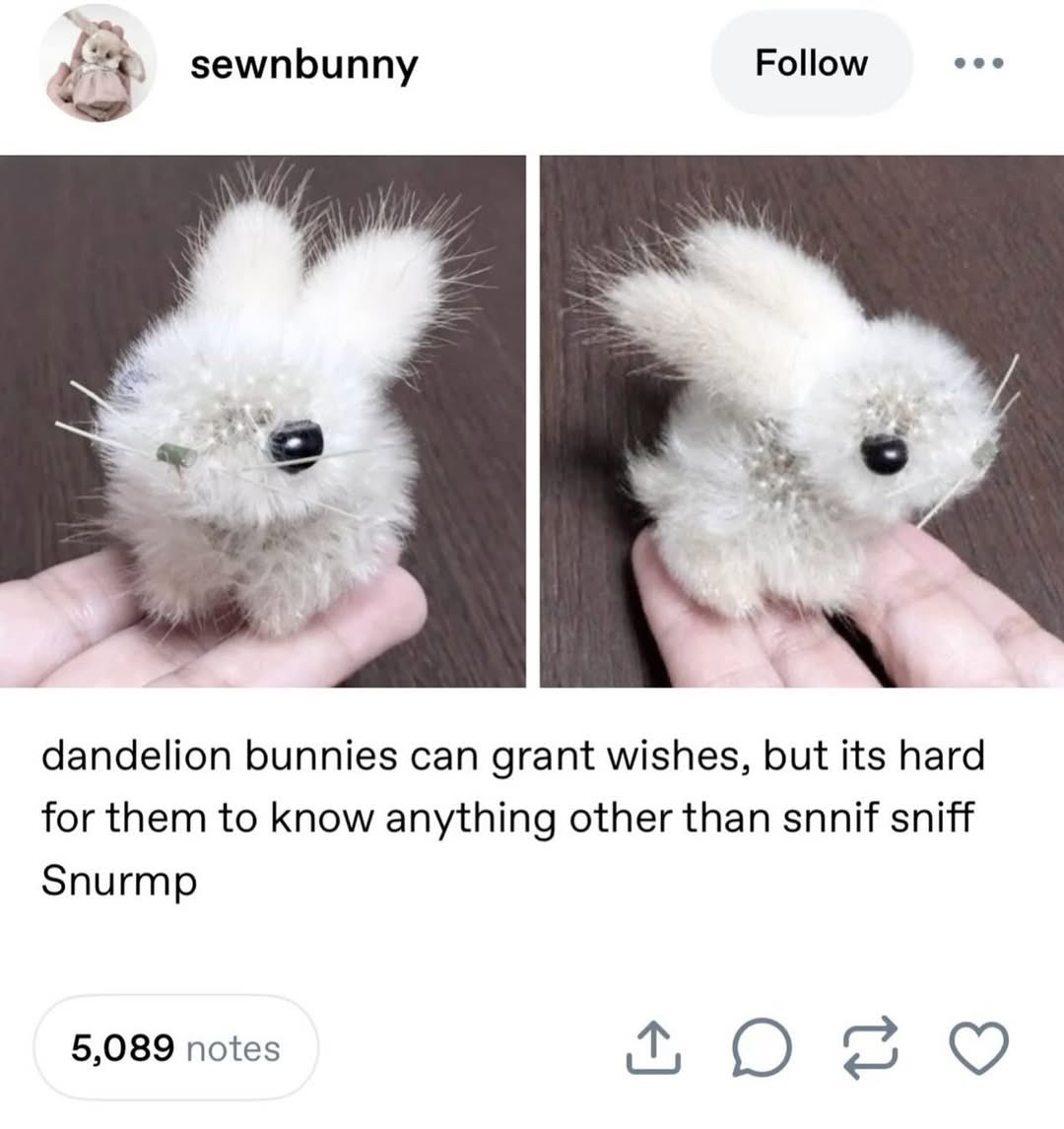 Bunnies tweet media