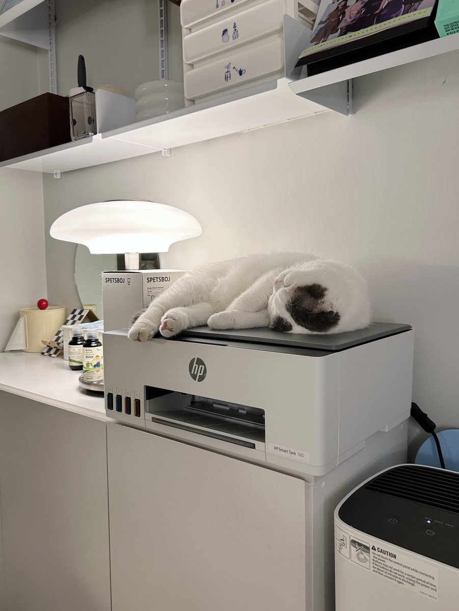 jiewliewnjiggo's tweet photo. ที่นอนแมวที่ปริ้นงานได้นิดหน่อย 🖨️ https://t.co/o07NVz56xJ