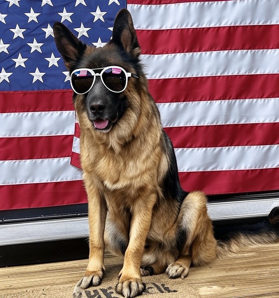 Jaeger wishes all of his fans a Happy Independence Day! Give him a hello and make my lil 95 pound boy special!!! 🇺🇸