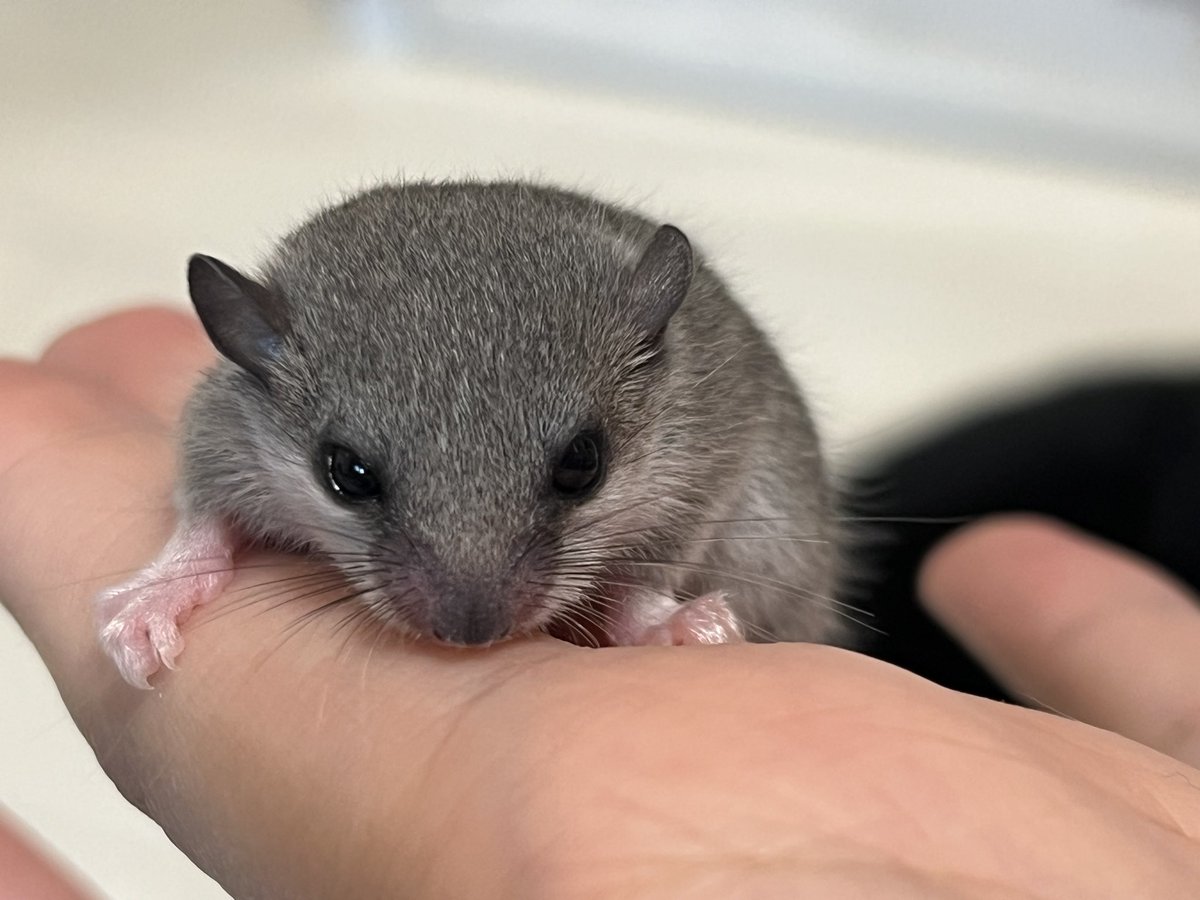 mg_inh_'s tweet photo. 本日のヤマネベビツインズとの戯れ終了
比較写真ドン！
鼻先のお色と毛色が少し違うのかなあ？
生後3週間、もう性格が違うのが尊い🫠 https://t.co/YALHB8EnP9