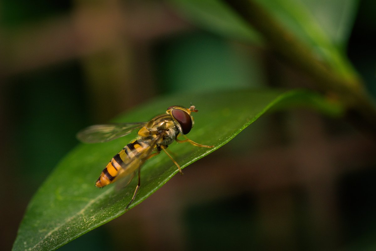 WattoPhotos's tweet photo. Hoverfly macro. https://t.co/domPWR01rq