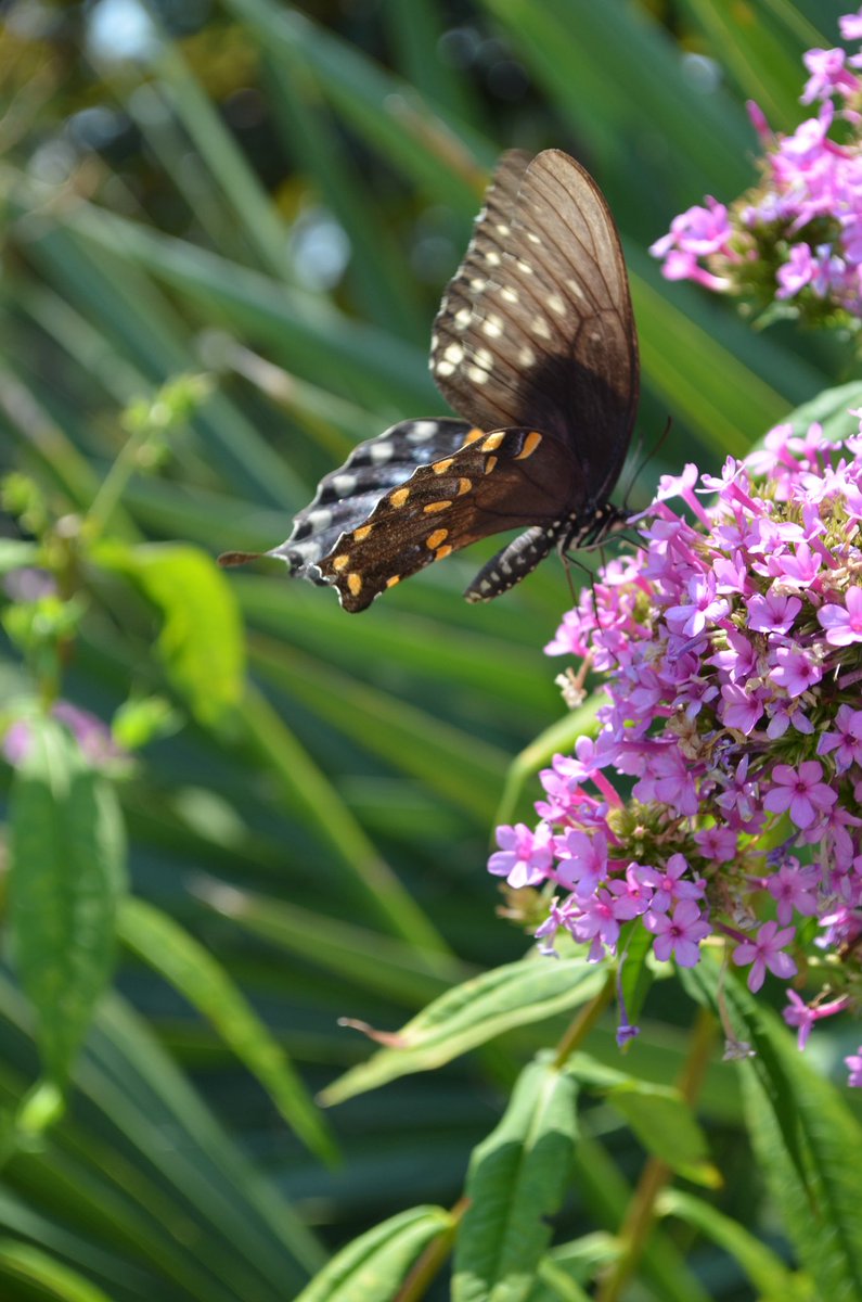 Celebrate the 4th of July weekend with NBG! 🇺🇸 

Bring your family to enjoy a beautiful day in the Garden.