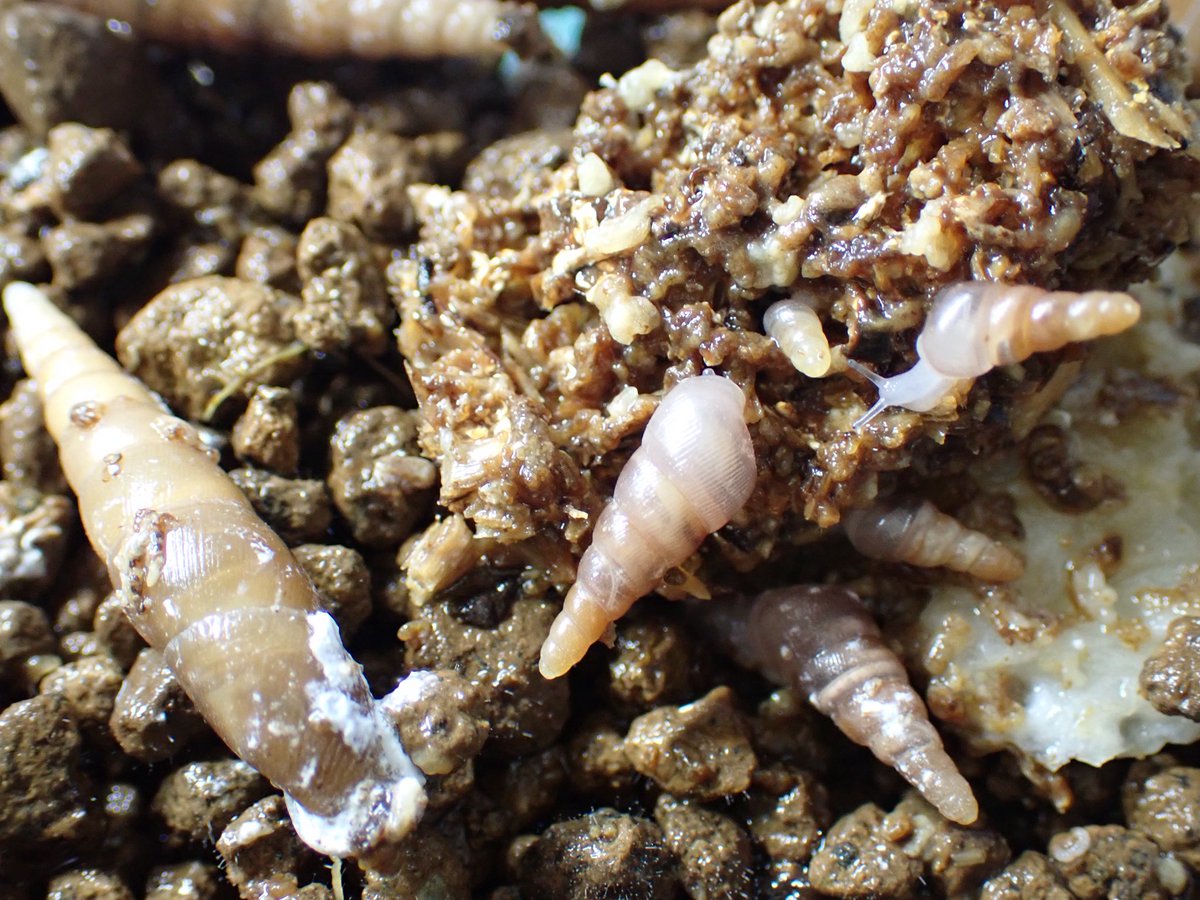 先日採集したスタアンズのそこそこ大きな幼貝が出てました。流石コギセル属繁殖も成長も早いです。