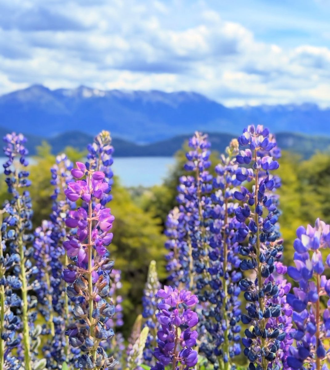 Viví casi dos años en la Patagonia, tuve la suerte de conocer todas las estaciones y creo que las 4 son mis favoritas