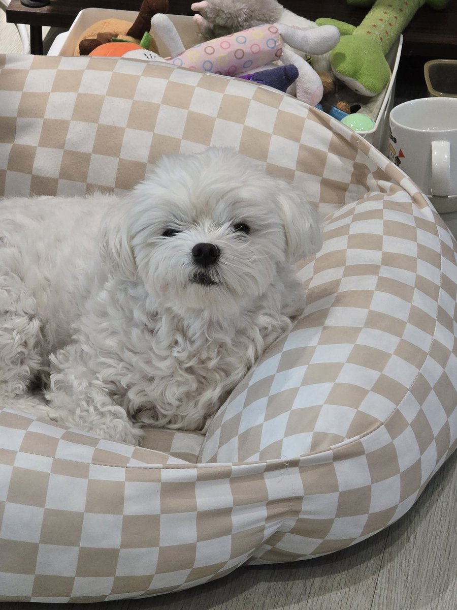 솜이 tweet media