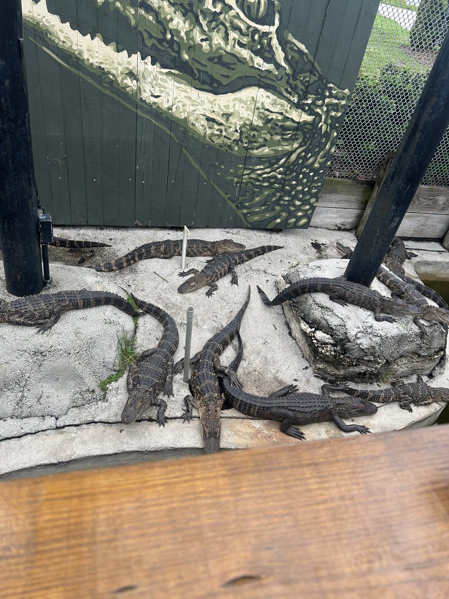 First stop: Gator Golf!