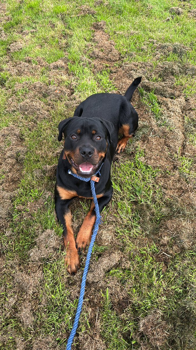 EditorDanny_'s tweet image. Doge