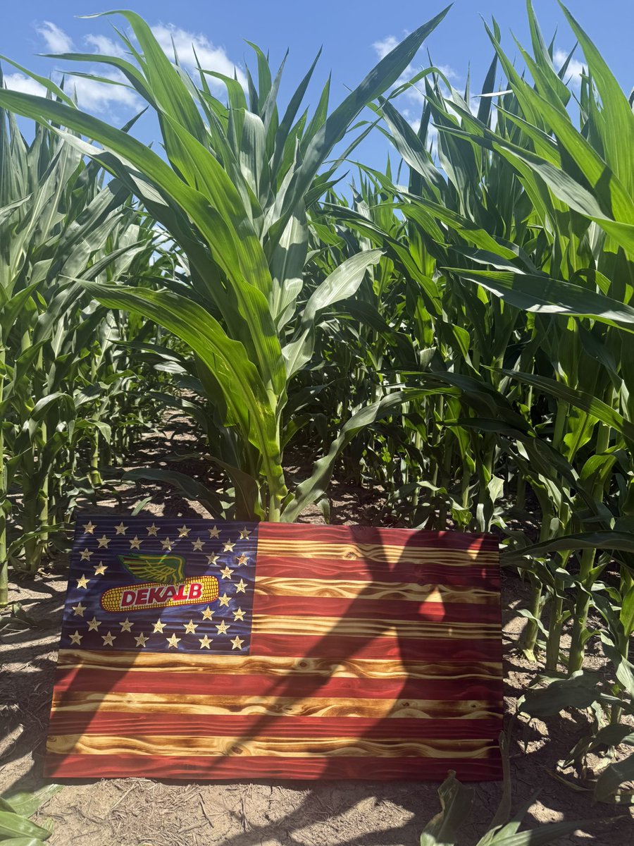 Deep roots. Strong yields. American pride. 🇺🇸
This 4th of July, we salute the land we love and the hands that work it.
Happy Independence Day from DEKALB and Asgrow.