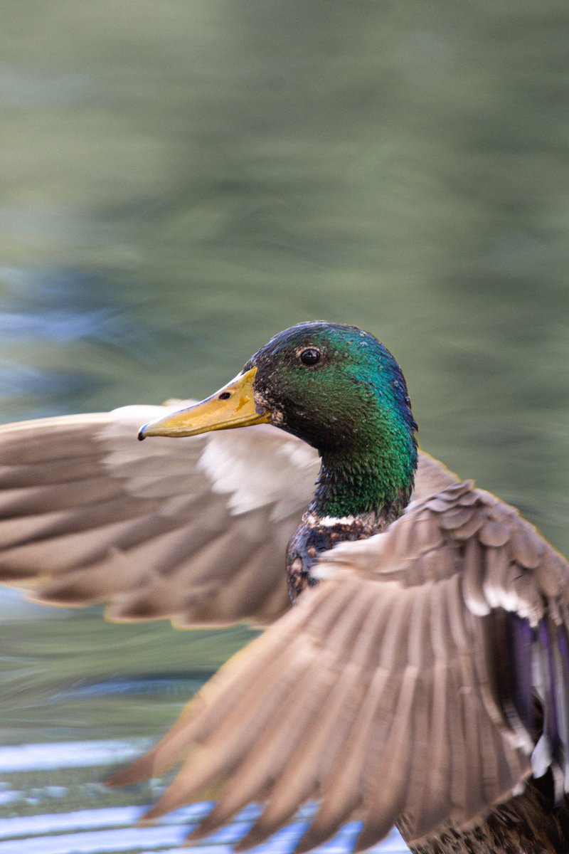 Non-football post, but look at this beautiful mallard 🦆