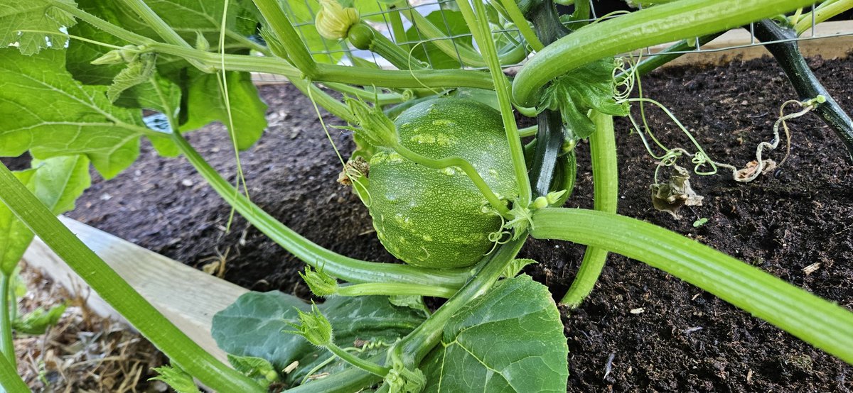 Jamie 🐸🦆 tweet media