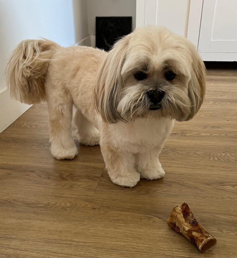Mr Bingly Bear - also home from the groomers