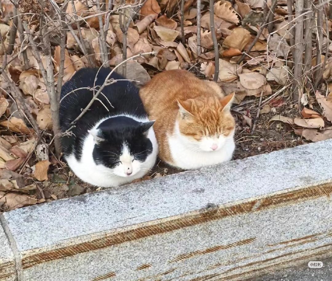 Loafing together 🍞