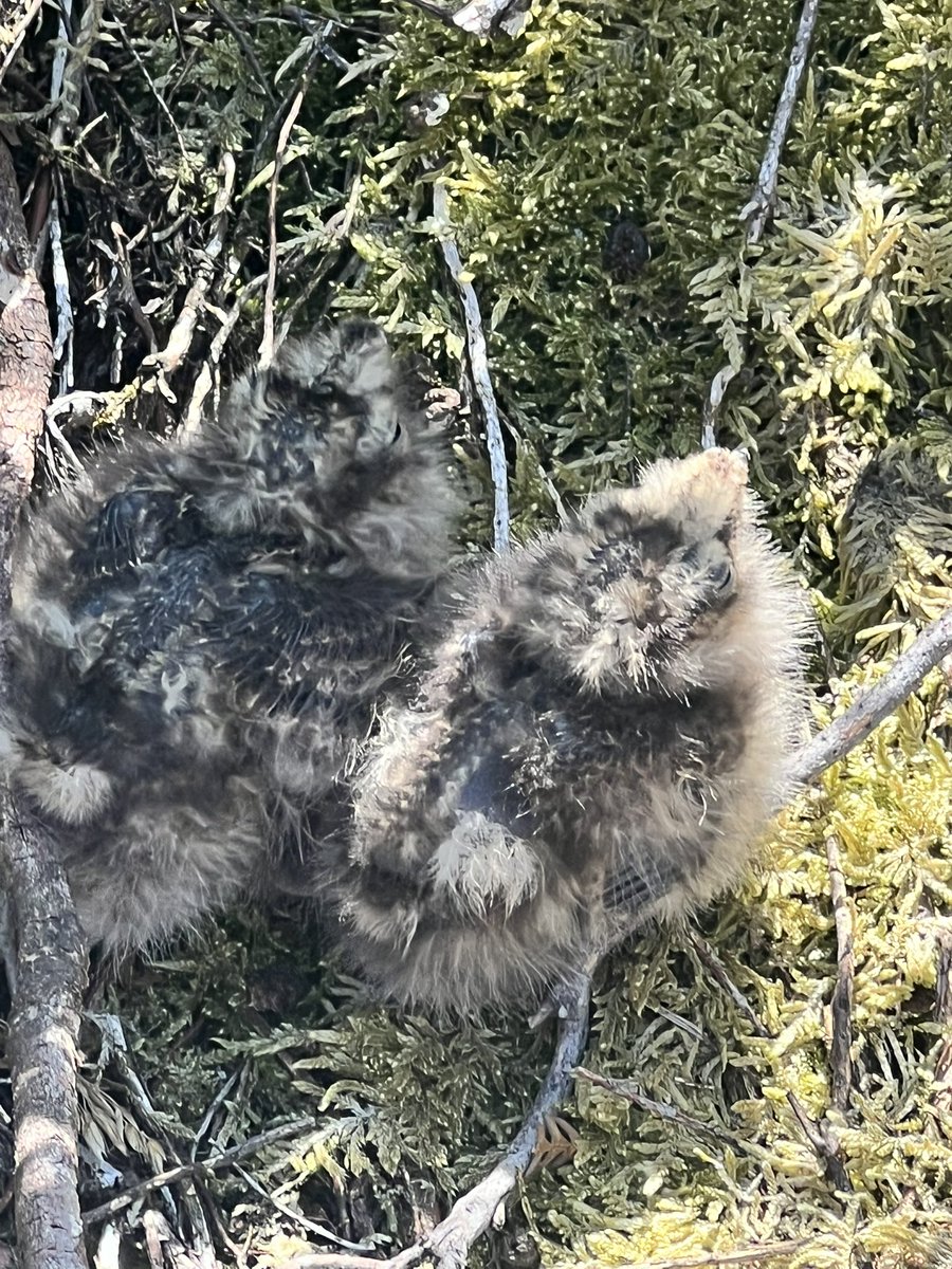 RingersWm's tweet image. Cuteness alert! 🐣 Two more Nightjar chicks successfully ringed after being discovered with our thermal drone. Incredible to witness these elusive birds thriving this breeding season! 💚 #Conservation #NightjarWatch #Nightjar