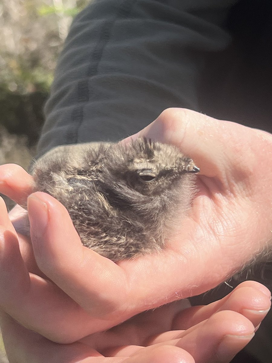 RingersWm's tweet image. Cuteness alert! 🐣 Two more Nightjar chicks successfully ringed after being discovered with our thermal drone. Incredible to witness these elusive birds thriving this breeding season! 💚 #Conservation #NightjarWatch #Nightjar