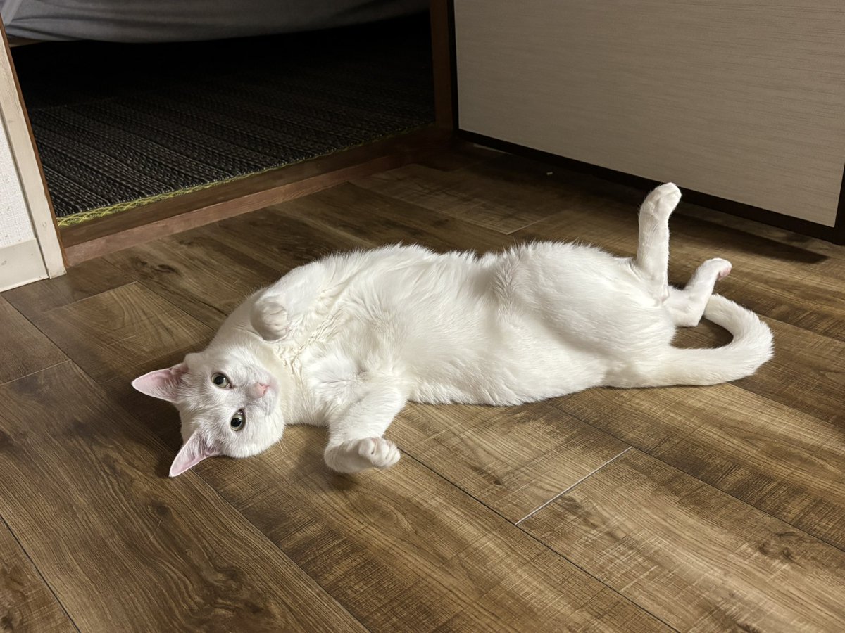 Amazon | [センバドー] UCHINOKO ネコ リール付き パスケース 猫