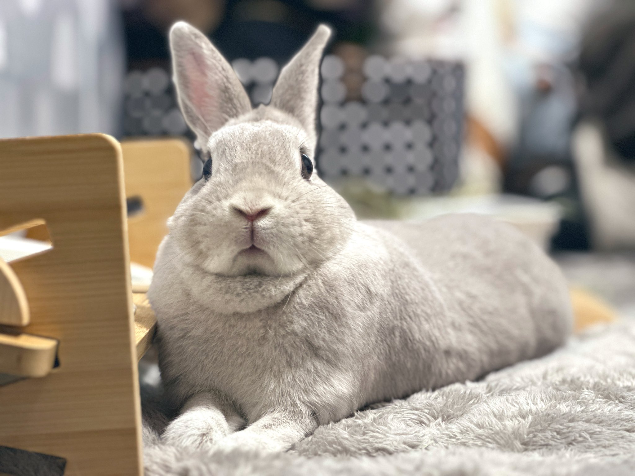 リアムとつくねとねぎま | 🐰 2024.10.15🌧 メガネギ👓 1枚目が