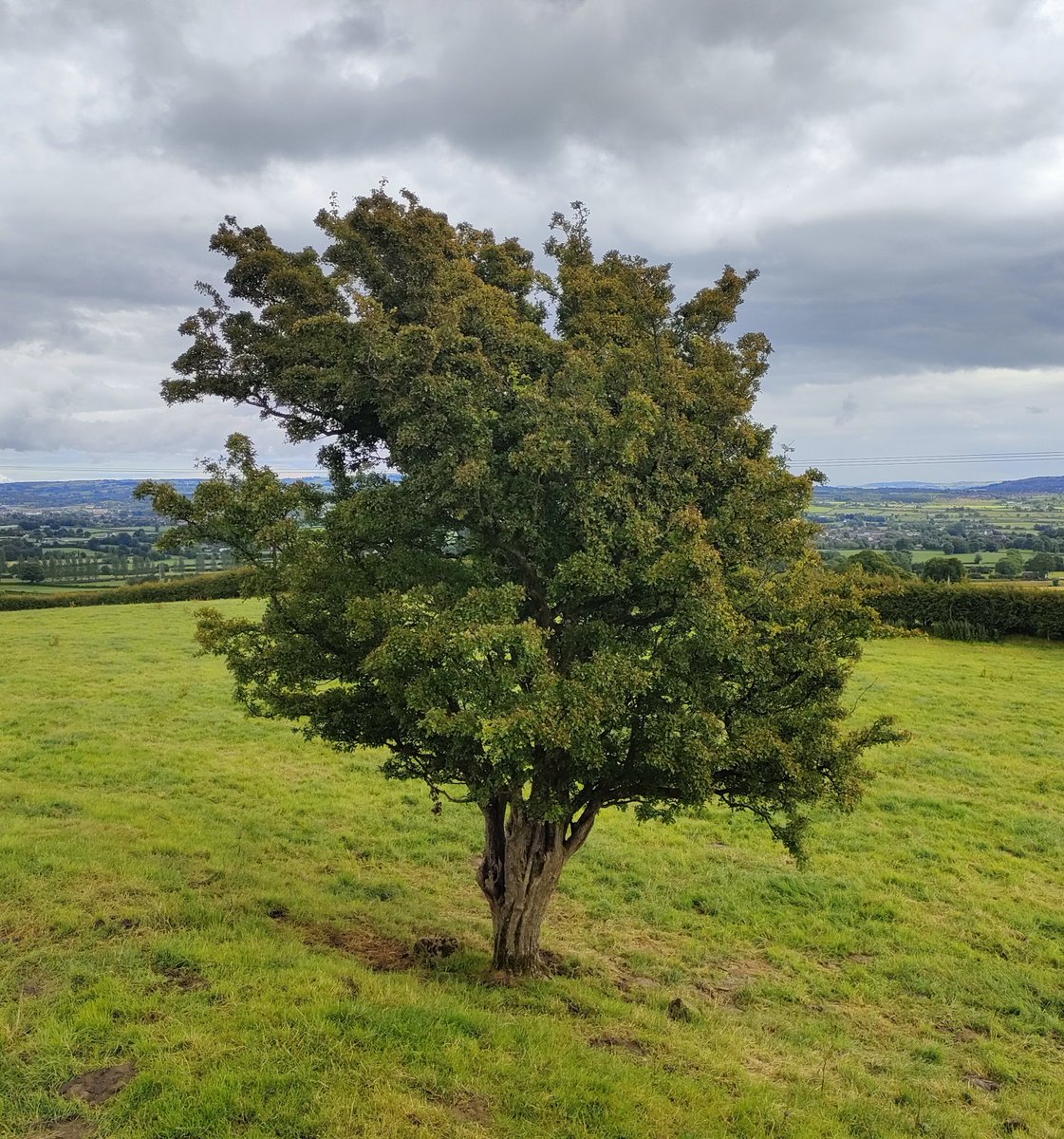 A lone Hawthorn tree, at first glance, whilst pretty seems innocuous but it holds many secrets that few get the chance to appreciate 🌳💮

These portals to The Otherworld demand that we pay just a little more attention than what we may normally consider appropriate for a tree✨
