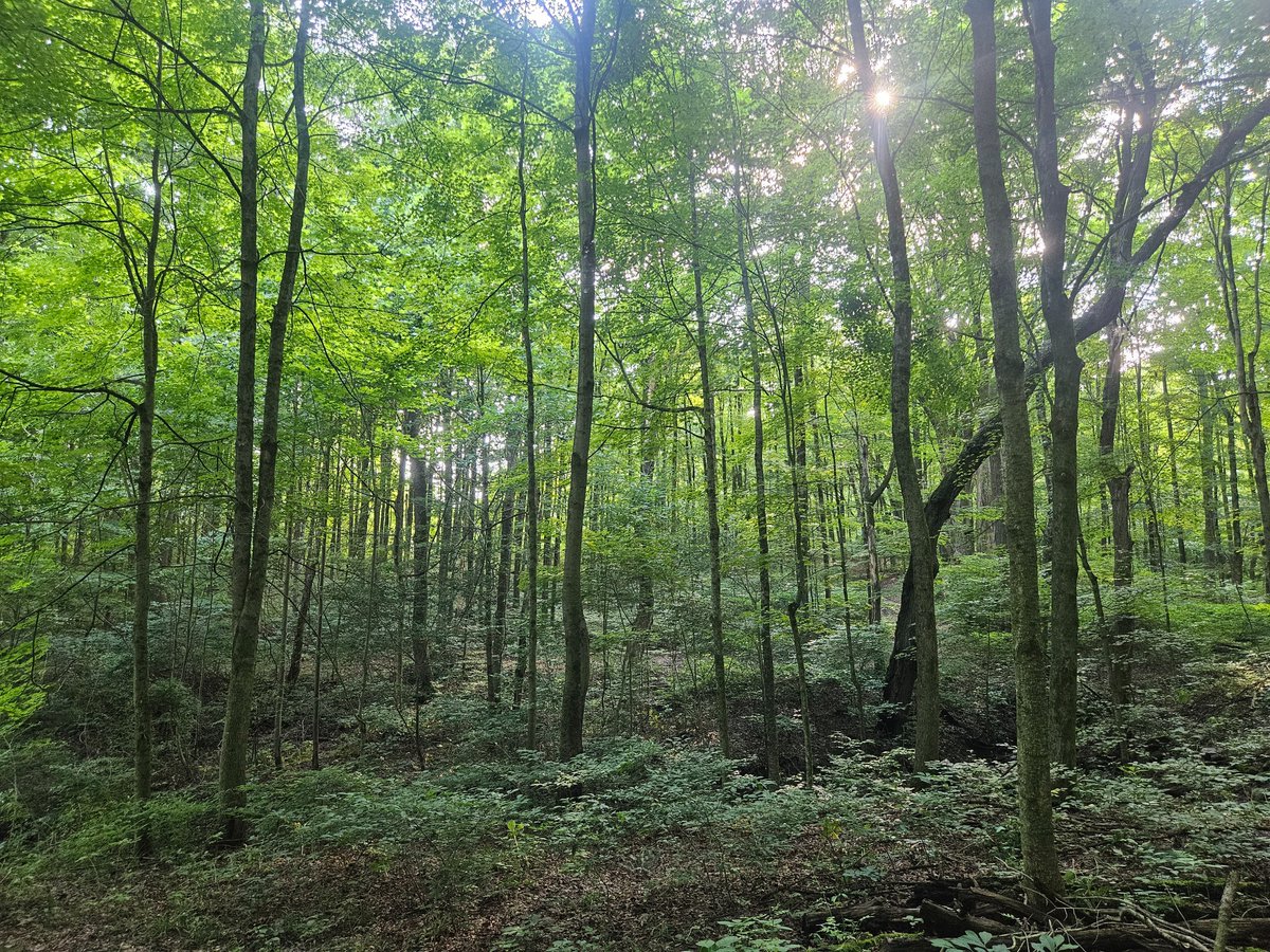 Finally spending time at home ♡
This forest is the reason I study birds!