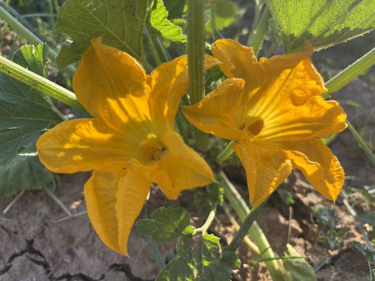 Flores que son la esperanza del ortal. Berenjenas, tomates, pepinos, calabazas se anuncian con mucha belleza. Pronto serán fruto, pero ya las disfruto por lo que me alegran. #historiasdelhortelano
