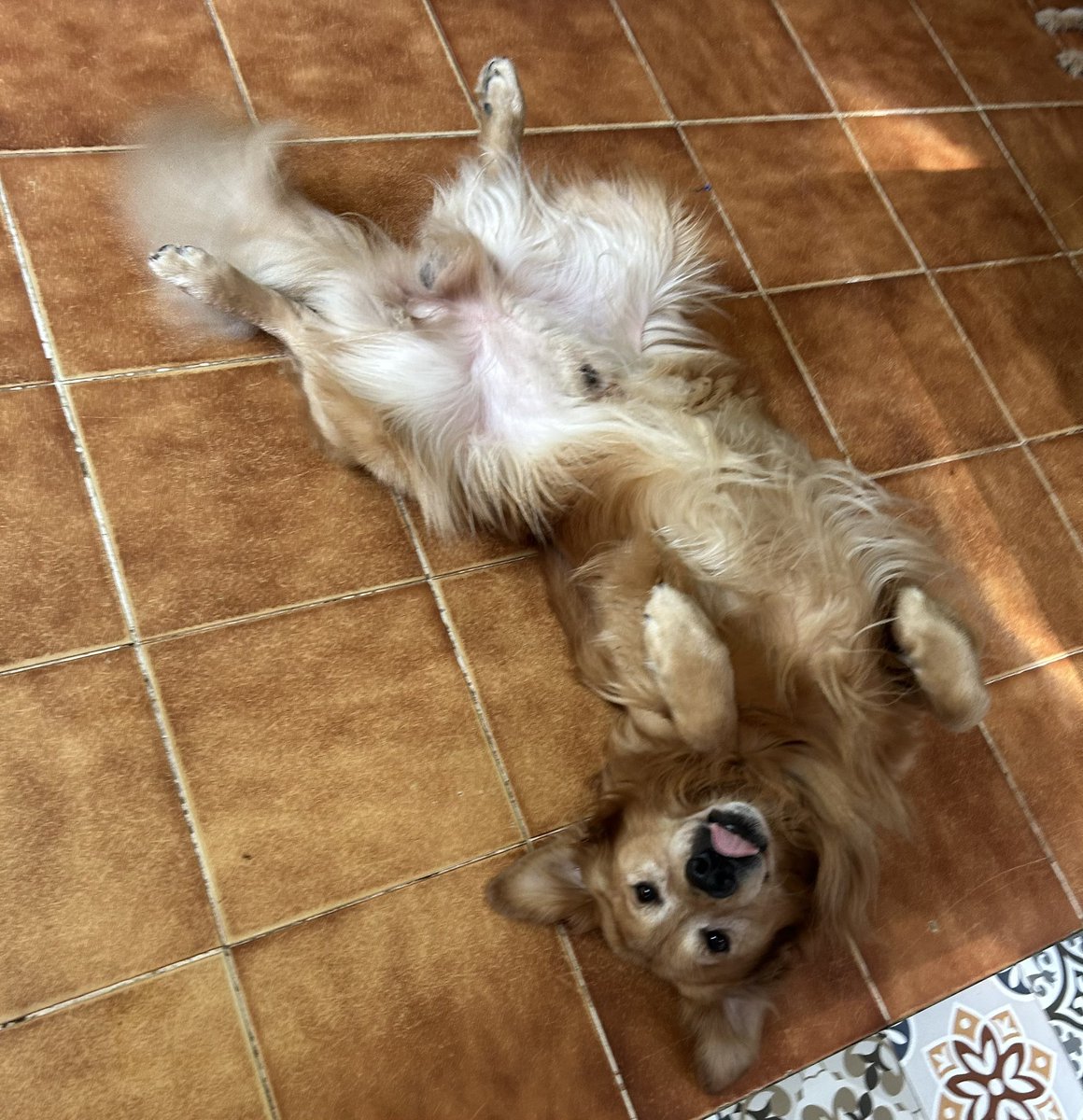 Tengan un excelente viernes 🐶