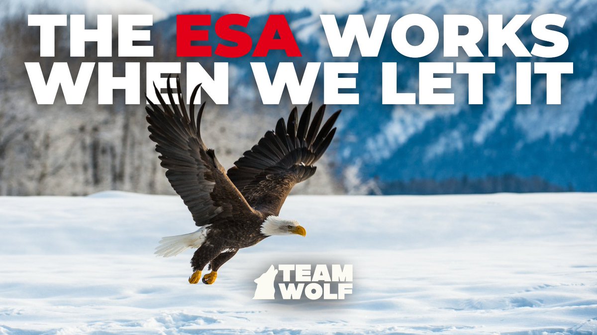 The Bald Eagle only exists today because we protected it—fully, consistently, without apology.

Now imagine if wolves were given that same chance.

The ESA works. The question is whether we have the tenacity to defend it.

Take action: TeamWolf.org