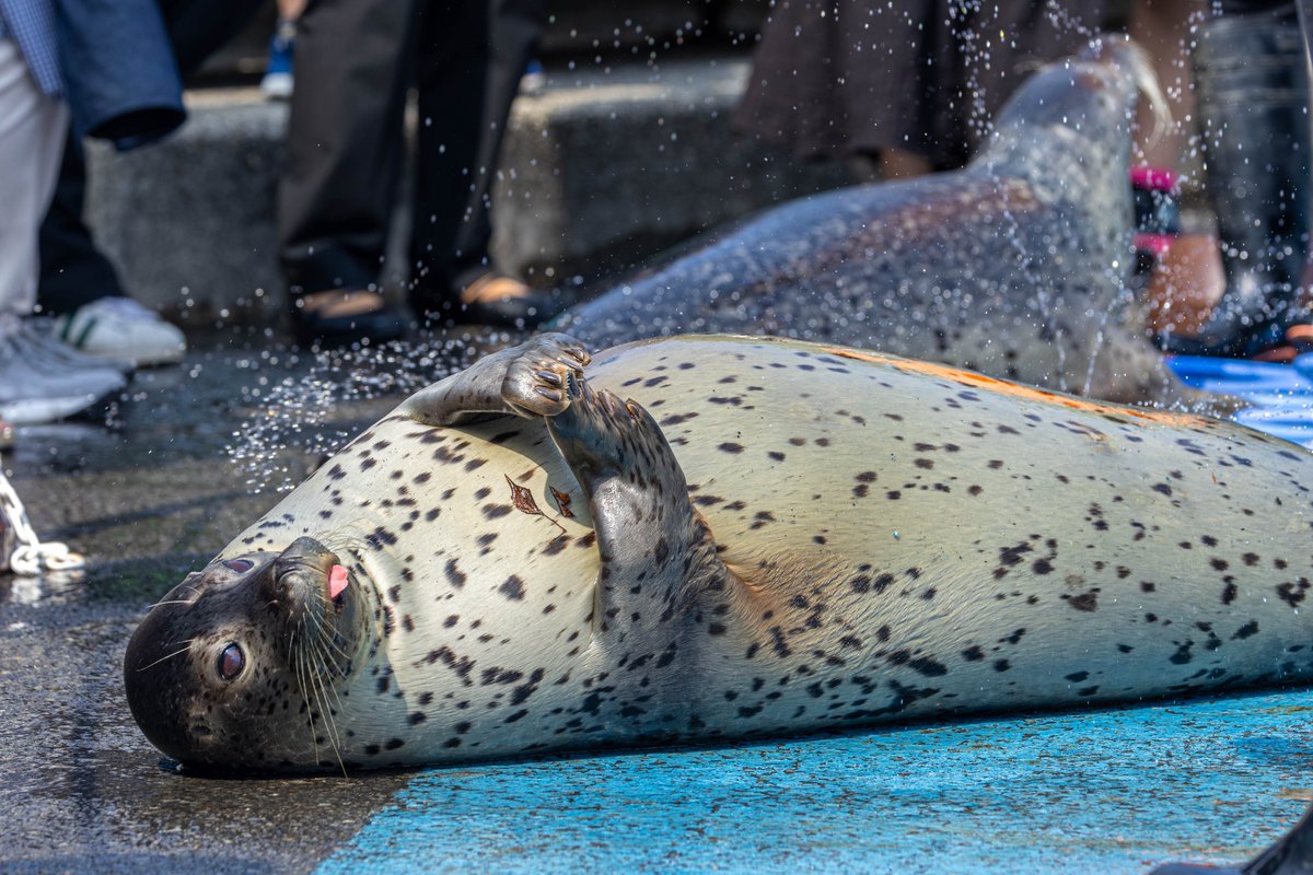 #東武動物公園 
#ゴマフアザラシ 
#1日1もちもち