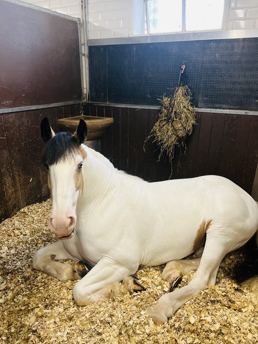 CityHorses's tweet image. #PHNegus has been working really hard on her band training, on the Guard Change, ahead of the State visit. She is now successfully leading the Buckingham Palace Guard which is a really big achievement 👏 Although she did decide to have a Power Nap just before being tacked up!